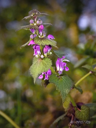 HLUCHAVKA ŠKVRNITÁ